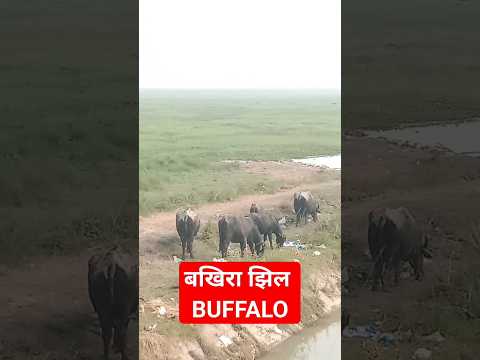 #itani #sandar #buffalo #by #bakhira #jheel #in #uttarpradesh #2023 @buffalo1s