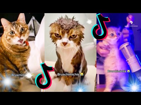 🤣 Mejores Videos de Gatos Bruschimichis | Compilación Divertida de Gatos Graciosos