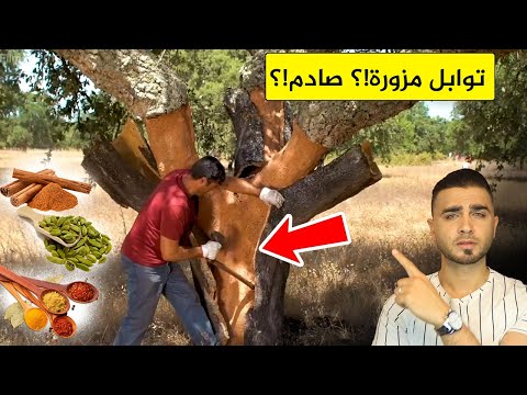 معلومات صادمة عن البهارات والتوابل😱انتاج الهيل والقرفة والزعفران🤔كشف المزور منهم!؟