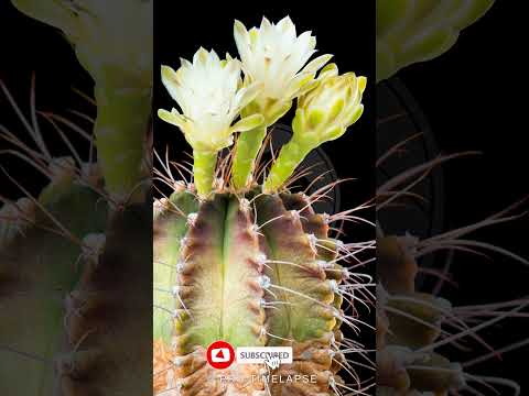 CACTUS BLOOM Time Lapse #shorts