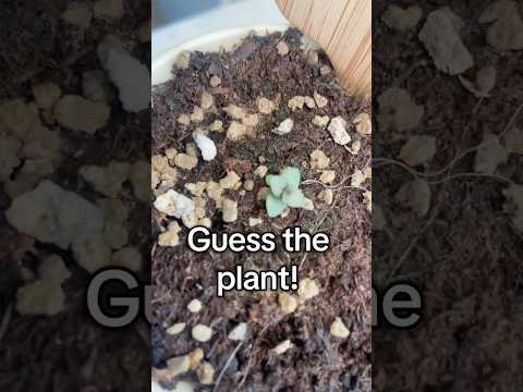 Guess The Plant By It’s Sprout!