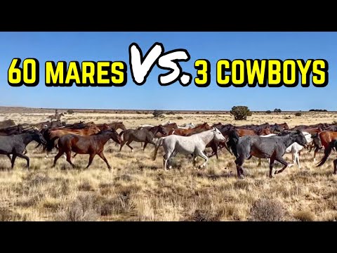 Driving 60 mares over the RAILROAD TRACKS 😱! | Neighbor's NAUGHTY BULL