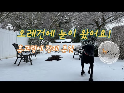 [ENG]🇺🇸오레건 눈소식! 이 정도 눈에 이틀간 휴교라구? THE SNOWY DAYS IN OREGON