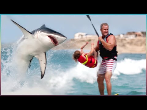 When Animals Go On A Rampage - Interesting Animal Moments