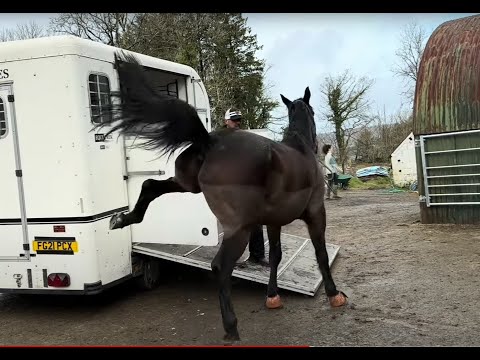 Huge warmblood horse panic's and cant be taken anywhere!!