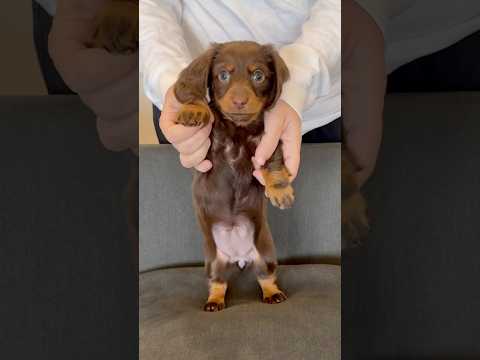 Dancing DACHSHUNDS Do Helicopter! #minidachshund #dance #puppy #dachshund #funnydog #cutepuppy #dog