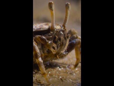 Who will win this fiddler crab's affection? 💘 #ARealBugsLife