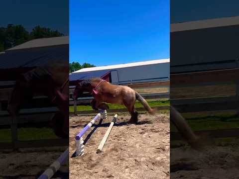 Training My Horses How To Jump!