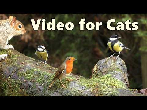 Birds for Cats to Watch ~ Birds in An Enchanted Forest ⭐ 8 HOURS ⭐