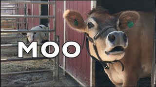 COW SOUNDS REAL COWS FOR KIDS: COWS GO MOO COMPILATION