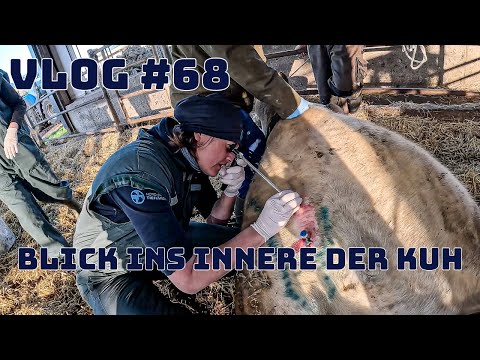 Farm-Vlog #68 Labmagen OP mit der Tierärztin