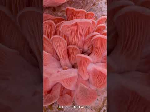 🍄 pink Oyster mushrooms 🍄 #shorts #timelapse #protimelapse