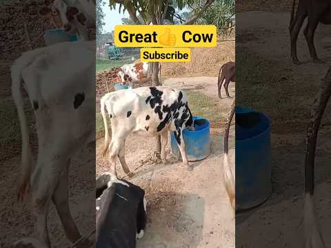 #great 👍#cow #in #world #masti #time #2023 @buffalo1s