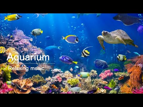 リラックスできる音楽と熱帯魚水槽 | 5Hours of Aquarium Relax Music,