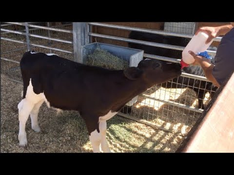 Valentine's Day Bull Calf gets his  MILK bottle | He drinks his bottle LOUDLY