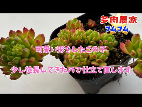 【多肉植物】赤ちゃん増えてきたのでどうしようかな〜？