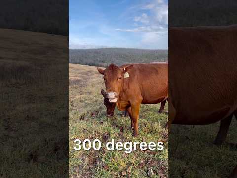 Cow Numbers #shorts