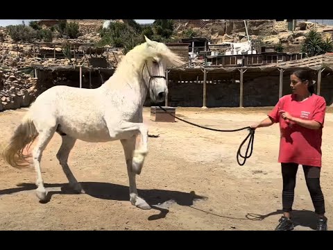 Rescue Horse wont leave its safe place at the horse sanctuary!!