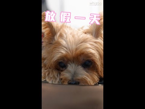 你知道今天是國際狗狗日嗎 🐶