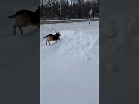 You can’t catch me now #dog #snow #viral #fyp #comedy