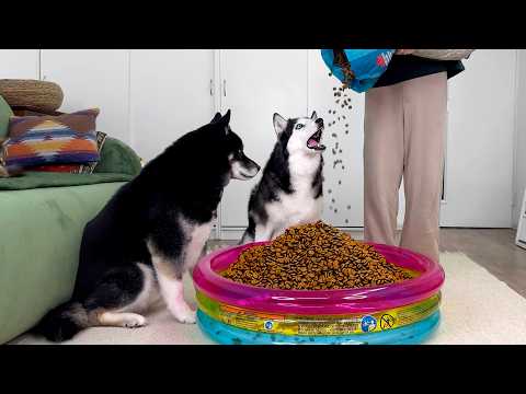 Husky Dogs are Shocked to See a a Pool FULL of Food