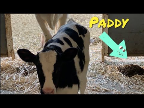 FARM ANIMALS STORY | CAN COW PADDIES FLY? | FARM ANIMALS FOR KIDS