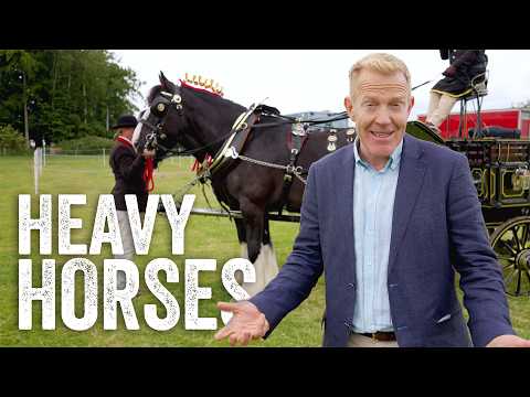 Rare & Majestic Heavy Horses in The Show Ring