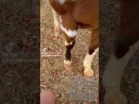 teaching berry to fist bump (old video) #horse #horsehoofbump #horsetricks