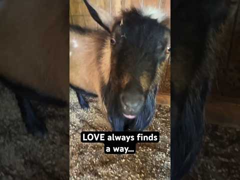 True love conquers ALL 🐐❤️