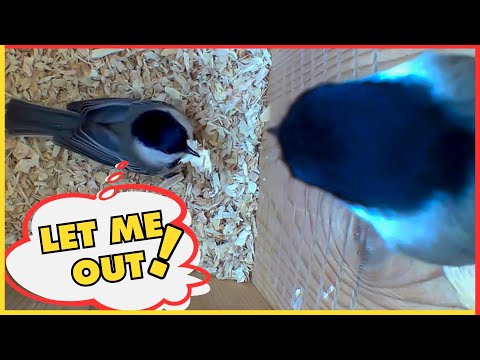 Inky Won't Let Her Mate Philbert Out | Adorable Chickadee Nest Behavior