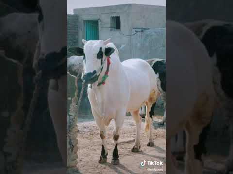 beautiful cow tiktok