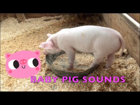 CUTE BABY PIG SOUNDS