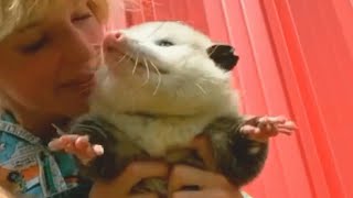 Rescued rat-sized opossum grows to be a fluff monster