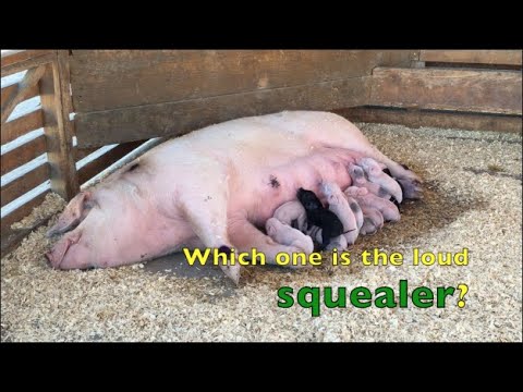 FARM ANIMAL SOUNDS for KIDS | What does a BABY PIG sound like when it is MAD?