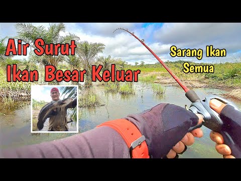 AIR SURUT IKAN BESAR KELUAR || CASTING GABUS BESAR DI SARANGNYA