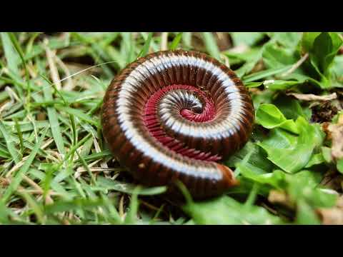 Subphylum Myriapoda Part 2: Diversity of Centipedes and Millipedes