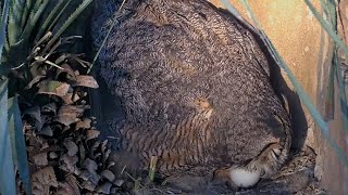 Athena Rolls Her Eggs On The Wildflower Center Great Horned Owl Cam – March 11, 2025