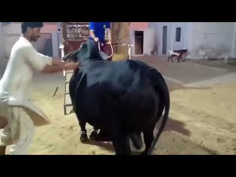 beautiful cow tiktok(4)