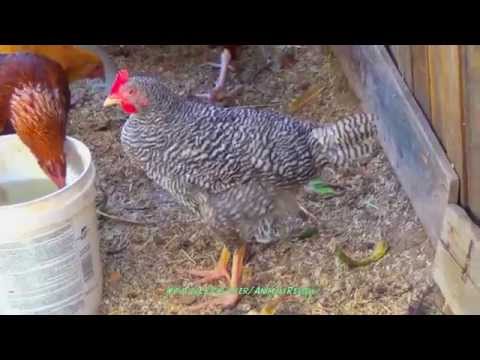 Plymouth Rock chicken (Rocks, Barred Rocks)