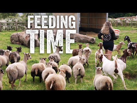 'It's when they try and trip you over... 😅 ' Charlie | Feeding Farm Animals