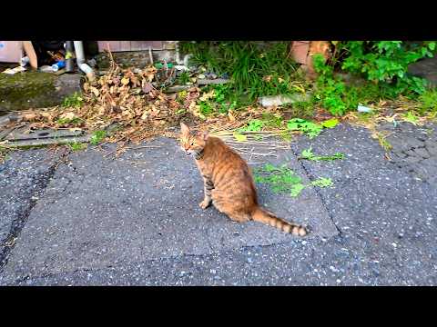 Cat and Tokyo Ruins:A Serendipitous Encounter on a Japan Summer Walk |Relaxing Natural City Ambience