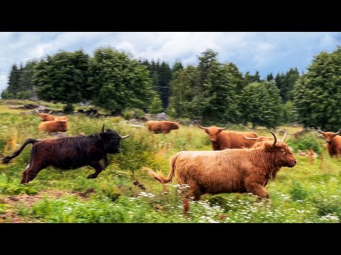 Rocking the Pasture: Highland Cattle Cows on the Move!