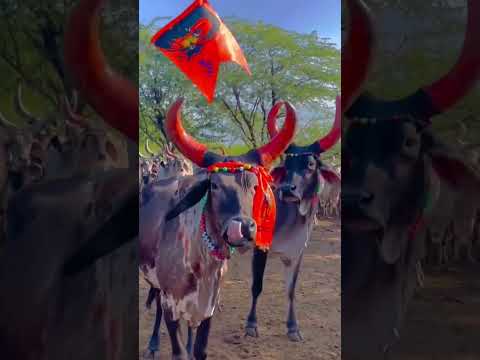 kankrej Cow || Jai shree ram 🚩