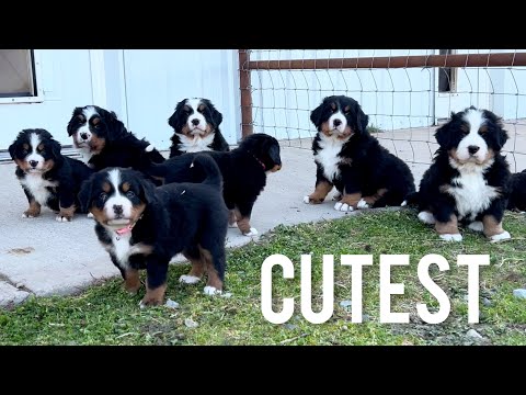 The Cutest Puppies You've Ever Seen | Bernese Mountain Dogs