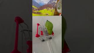 Bird Training : Smart lovebird Parrot | Smart Little Cute Parrot #training #smartparrot #cute