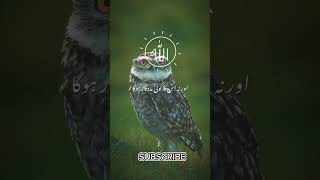 Morning and night quran translation for sleep| #shorts #shortvideo #quran #youtubeshorts