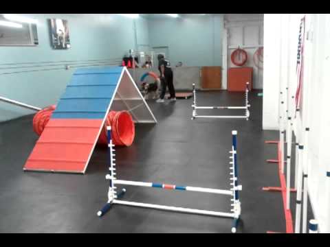 Scout in agility 3