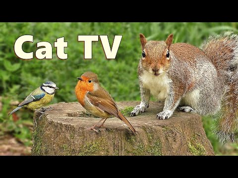 Videos for Cats to Watch ~ Woodland Birds and Squirrels Delight