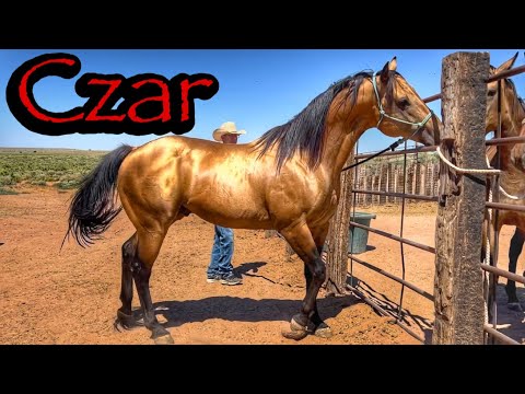 RANCHIN’ WITH BROOKS | CZAR & HIS GET