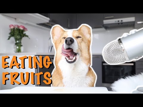 ASMR DOG TASTING FRUITS - Topi the Corgi